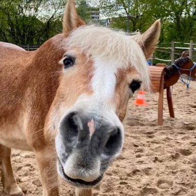 Pferd will was zum Essen