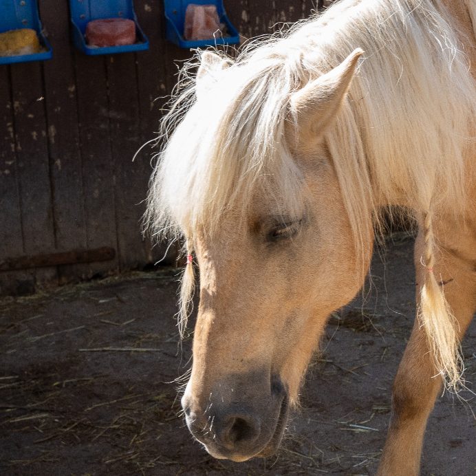 Pferd lässt den Kopf hängen